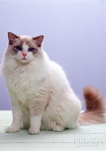 布偶猫生活习性 宠物百科 宠物 太平洋时尚网 