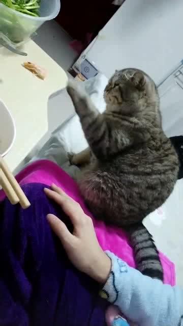 不建议给猫吃虾怎么办