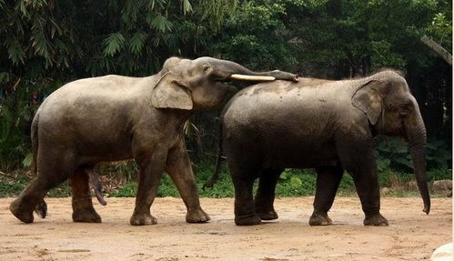 发情动物干出的荒唐事 实拍大象逞强与犀牛交配 