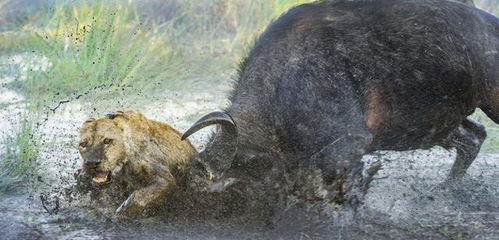 狮子偷袭非洲母牛幼崽被发现,母牛将其逼到泥潭虐成泥狗