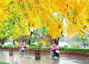 秋雨绵绵(秋雨绵绵寄相思下一句)