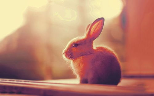 兔子会冬眠吗 兔子会吃肉吗 白兔子为什么是红眼睛