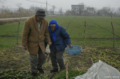 为啥这么多农村老人下地干活 难道他们不会享受生活吗 啥情况