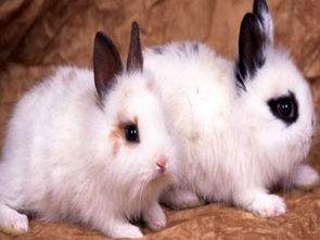 五种不适合养的畸形宠物兔 