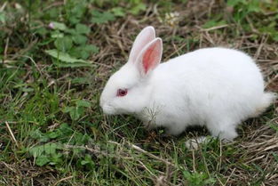 常宁市獭兔养殖场 养殖獭兔赚钱吗 兔子价格