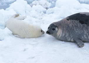 极地海洋生物动物世界海狮海豹摄影图片素材 模板下载 2.71MB 其他大全 标志丨符号 