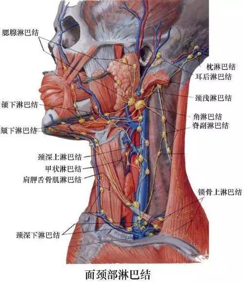 颈部淋巴结肿大是摊上事儿了么 广中医深圳医院教你如何判断良 恶性淋巴结肿大 