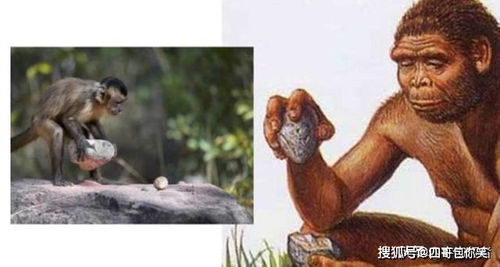 卷尾猴会取代人类吗 专家发现它们使用石器已有数千年