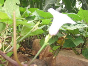 鸭掌木开花是好兆头吗,这3种绿植“开花堪比奇迹”，意味着“好事上门”，是“好兆头”
