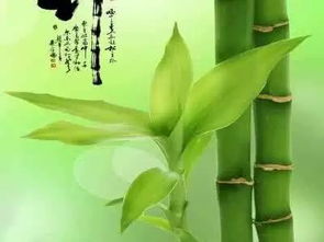 竹子的人生寓意,竹子的人生寓意