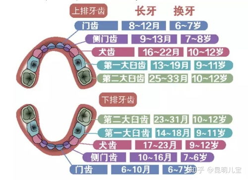 下颚牙齿怎么弄好看 上下颌牙齿萌出顺序口诀