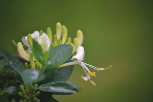 耐阴的爬藤花卉有哪些,喜阴和耐阴的开花地爬植物？