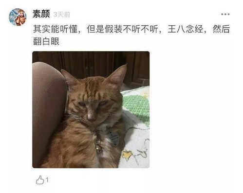 猫咪能听懂自己的名字吗