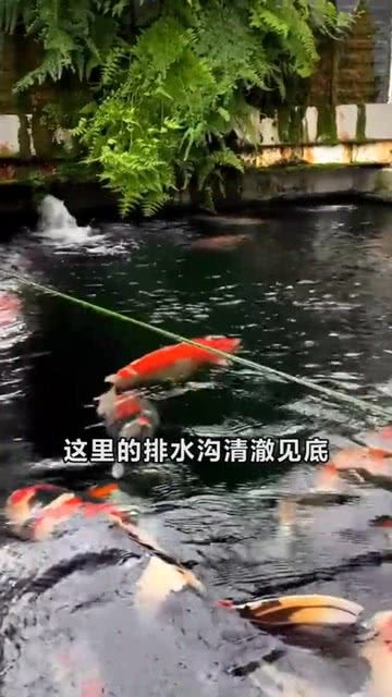 日本人用排水沟养锦鲤 中国游客赞叹不已,网友 确定不是鱼池 