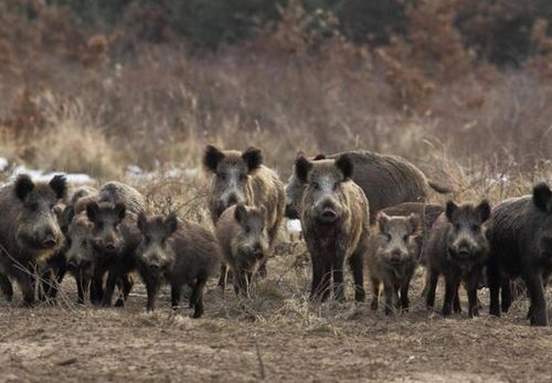 中国的野猪泛滥成灾,为啥还有保护政策 河南要对它 下手 了