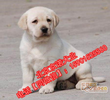 北京哪有卖拉布拉多犬的 纯种拉布拉多犬 拉布拉多犬好养吗 