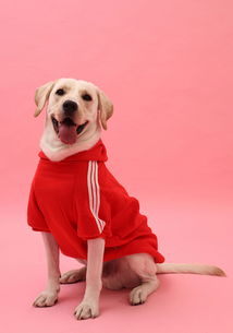 拉布拉多犬多少钱,拉布拉多犬图片 太平洋时尚网专区 