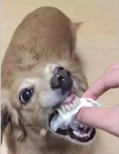 主人喂金毛狗狗吃最爱的棉花糖,下一秒画面秒变惊悚片,可怕