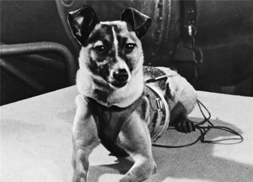 世界第一只送去太空的小狗,已经飘了63年,至今仍在地球轨道流浪