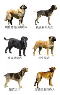 东营市养犬管理条例 详情解读