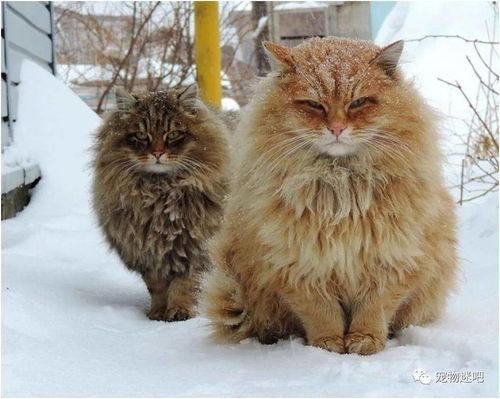 颜值高又能拉雪橇 说的不是哈士奇,而是西伯利亚森林猫