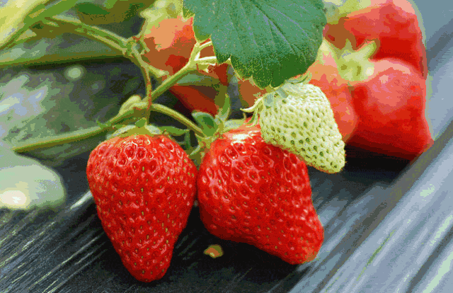 诱人 地产草莓大量上市,好吃但要警惕这个东东