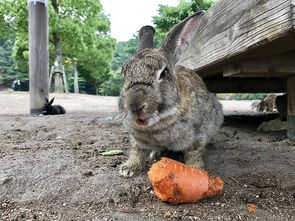 兔子耳螨 兔耳螨使用柴油,兔子耳螨用柴油滴耳
