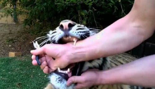 老虎的牙齿不舒服,小伙帮它拔牙,用的道具只是一个钳子