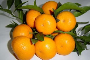 广西南方蜜橘苗价格