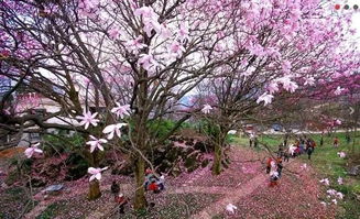 看花去哪里好呢 这些地方,花开如海却少有人知