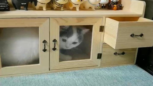 今天柜子和猫只能留一个,选吧 