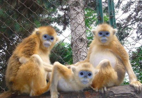 逃出动物园的金丝猴被什么引回笼子 