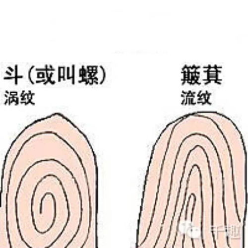 指纹斗个数看你是否富贵命 快来对照一下 