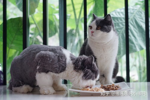 猫为什么不吃冻干 