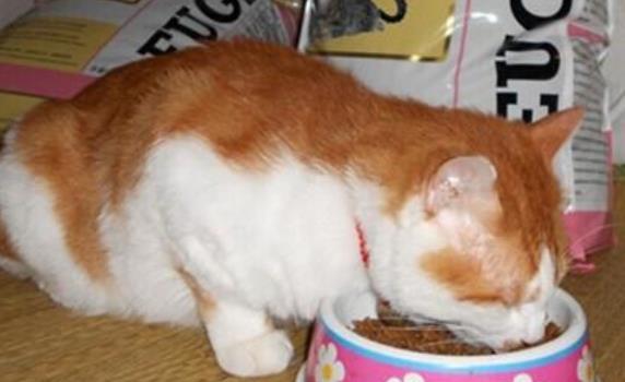 猫咪不好好吃饭 可能是你惯的,铲屎官一定要注意这3点