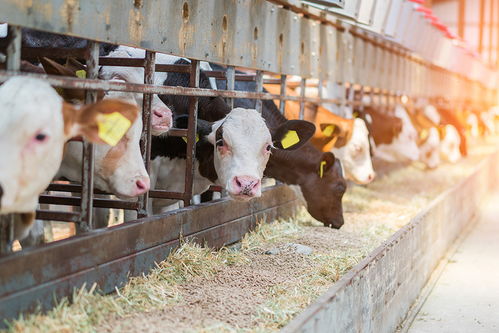 原奶市场怎么了 未来可能会杀牛,但不会倒奶