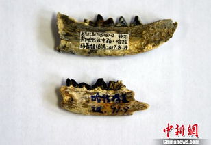 中国首次发现刃貂化石 新种白虎刃貂距今约1600万年