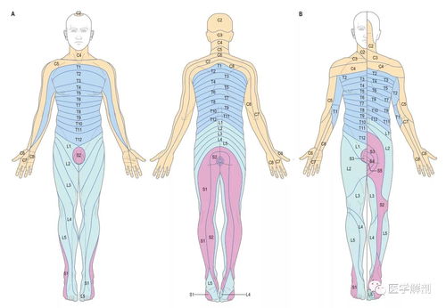 交感神经的周围部包括什么节和进出与此节的什么纤维（根据交感神经节所在的位置不同,可分为）