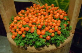 珍珠橙的养殖方法和注意事项,珍珠橙的养殖方法和注意事项