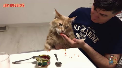 如何分辨鱼子酱的真假 俄罗斯网友用 大肥猫 做了一次搞笑实验 
