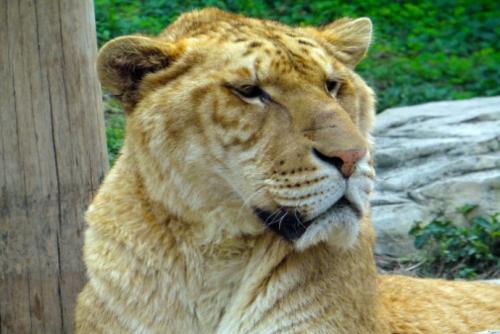 狮子和老虎生出来的是什么动物 