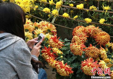 西安民众热观 秋菊 300余品种菊香四溢