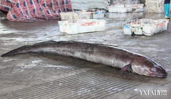 渔民捕获6米巨型鳗鱼 不除去内脏重达140斤