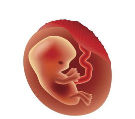 胎儿4个月(四个月的胎儿有多大)