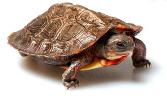 龟讯 哥斯达黎加境内油彩木纹龟的生物学 分布以及保护