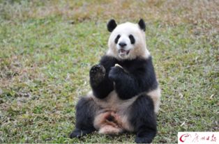 广州动物园大熊猫馆改造升级后开放 大熊猫生活惬意 