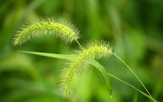 祁东农村常见的 狗尾巴 草,它除了生命力旺盛,还有这么多药用价值