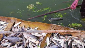 水产养殖的特殊性和防治鱼病的独特性 鱼病防控的关键和要点