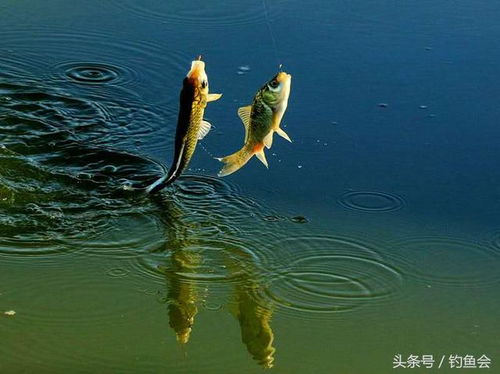 水面 水底 飞鱼脱钩跑鱼的真实原因 