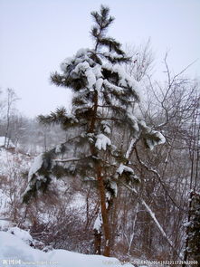 关于冬天的松树的诗句